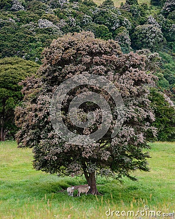 Sheep under a native tree, New Zealand Stock Photo