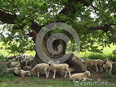 Sheep under A Tree Stock Photo