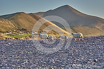 Sheep walking at the beach during sunset in Rossbeigh, Ireland. Sheep walking in the sunset. Colorful hills in the sunset with Stock Photo