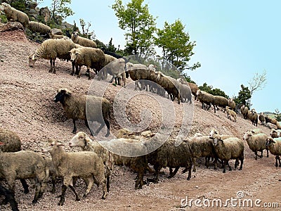 Sheep walking Stock Photo