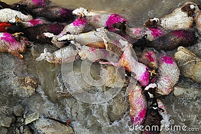 Sheep and water Stock Photo