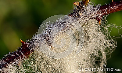 Sheep Wool Caught In Thorns with Morning Dew Stock Photo