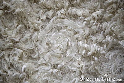 Sheep wool texture Stock Photo