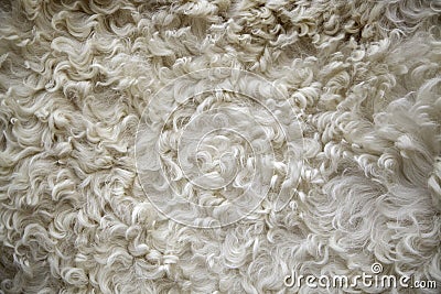 Sheep wool texture Stock Photo