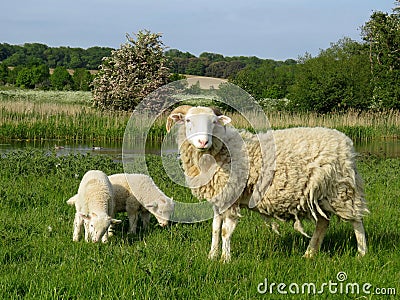 Sheep with young lambs grazing in a field by a lake Stock Photo