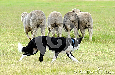 Sheepdog Stock Photo