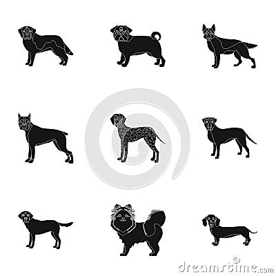 Sheepdog, dachshund, bernard, and other web icon in black style.Spitz, boxer, beagle, icons in set collection. Vector Illustration