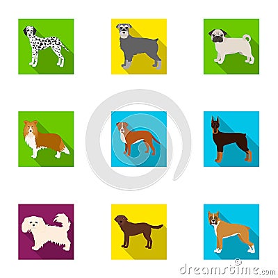 Sheepdog, dachshund, bernard, and other web icon in flat style.Spitz, boxer, beagle, icons in set collection. Vector Illustration