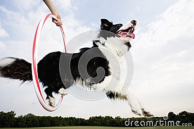 A Sheepdog jumping through a hoop Stock Photo