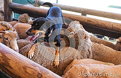 A sheepdog with tongue hanging out rests on the back of the sheep he just coralled Stock Photo