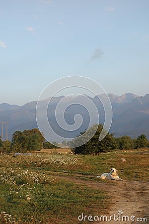 Sheepdogs guarding sheep on pasture Stock Photo