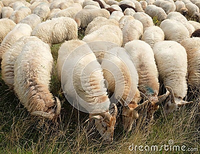 Sheepherd Stock Photo