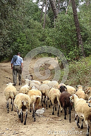 Sheepherder with his sheep flock in the forest Editorial Stock Photo