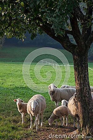 Sheeps Stock Photo