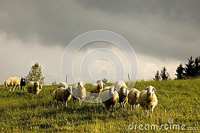 Sheeps Stock Photo