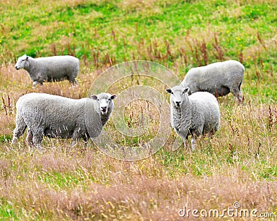 Sheeps Stock Photo