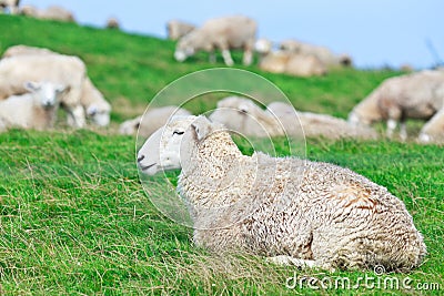 Sheeps Stock Photo