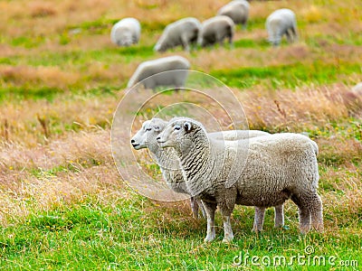 Sheeps Stock Photo