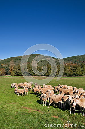 Sheeps Stock Photo