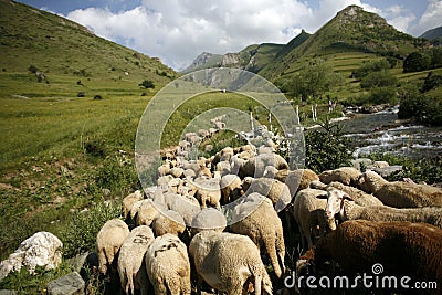 Sheeps Stock Photo