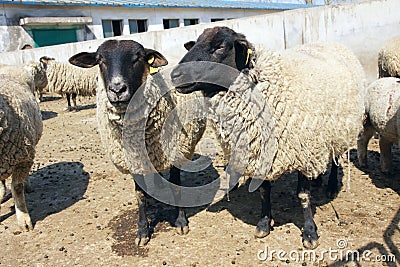 Sheeps Stock Photo