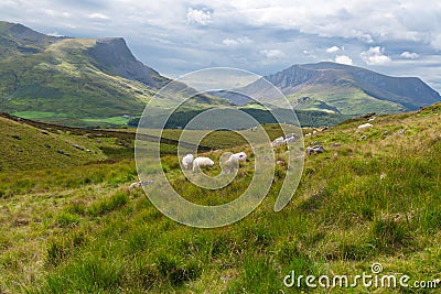 Sheeps in the countryside, Wales Stock Photo