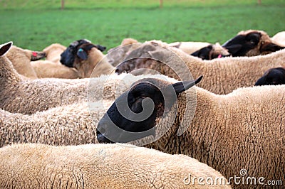 Sheeps at Farm Stock Photo