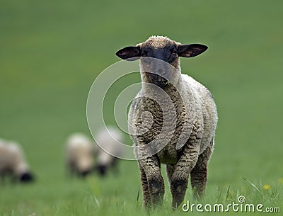 Sheeps on the farm Stock Photo