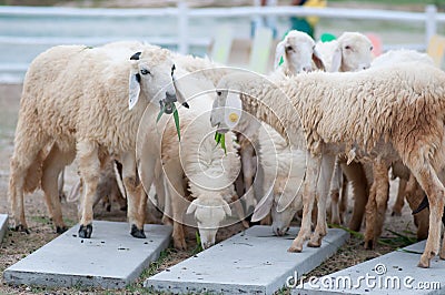 Sheeps farm Stock Photo