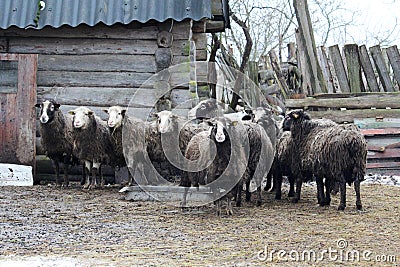 Sheeps at a farm in Russian countryside Stock Photo