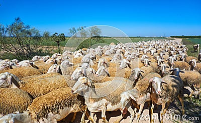 Sheeps flock in Castile La Mancha Spain Stock Photo