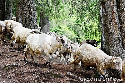 Sheeps flock on a mountain landscape Stock Photo