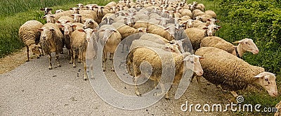 Sheeps flock in the road passing gazing in spring Stock Photo