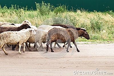 Sheeps go pasture. Sheeps herd. White and brown sheeps on road Stock Photo