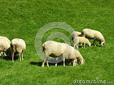 Sheeps grazing Stock Photo