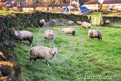 Sheeps Grazing Countryside UK Stock Photo