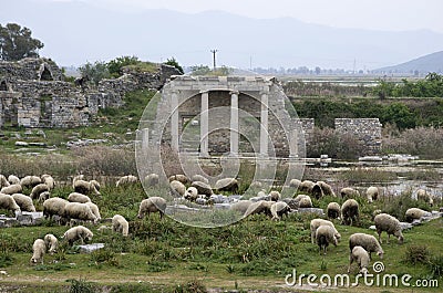 Sheeps grazing in front of Apollon Temple in Miletus ancient city, Turkey Stock Photo