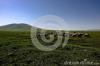 Sheeps grazing in a meadow Stock Photo