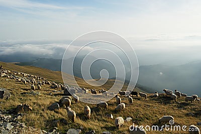 Sheeps grazing Stock Photo