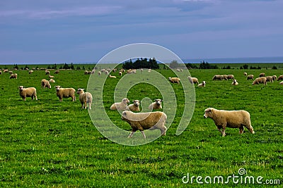 Sheeps grazing outdoor green grass Stock Photo