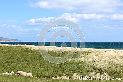 Sheeps grazing in the rough along the side of a golf course in Brora, Scotland Stock Photo