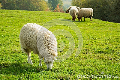 Sheeps on green grass Stock Photo