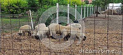 Sheeps heaving meal Hungary, Europe Stock Photo