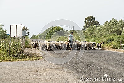 Sheeps herd Editorial Stock Photo