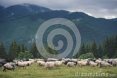 Sheeps herd on the pasture Stock Photo