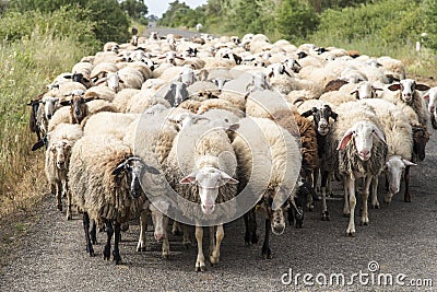 Sheeps herd Stock Photo