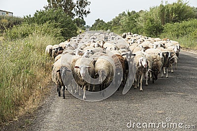 Sheeps herd Stock Photo