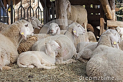 Sheeps and lambs Stock Photo