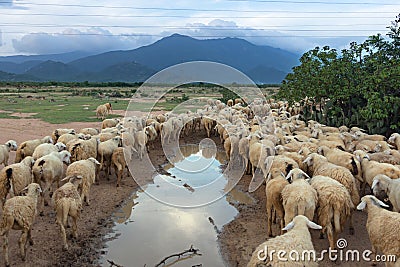 Sheeps or lambs live in the farm at dry land part 17 Stock Photo