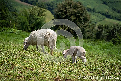 Sheeps, lambs on the mountain farm against green grass fields with blue sky and white clouds. Cheeps on the green grass Stock Photo